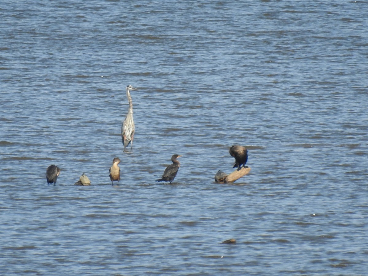 Double-crested Cormorant - ML642244509