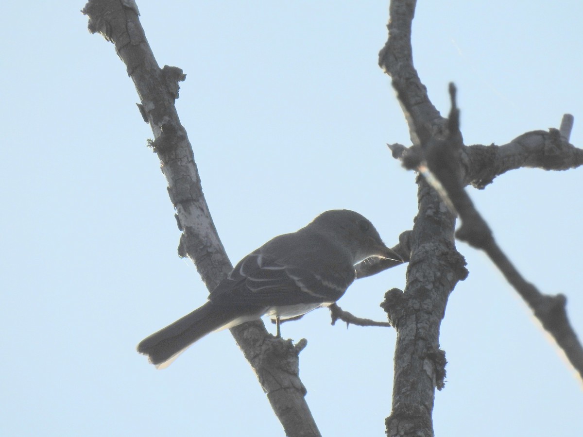 Eastern Wood-Pewee - ML642244543