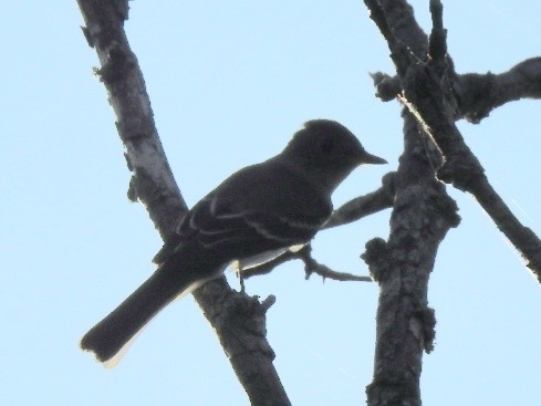 Eastern Wood-Pewee - ML642244544