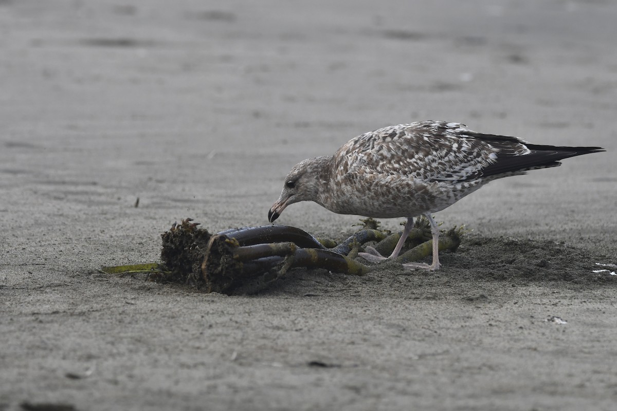 California Gull - ML642244552