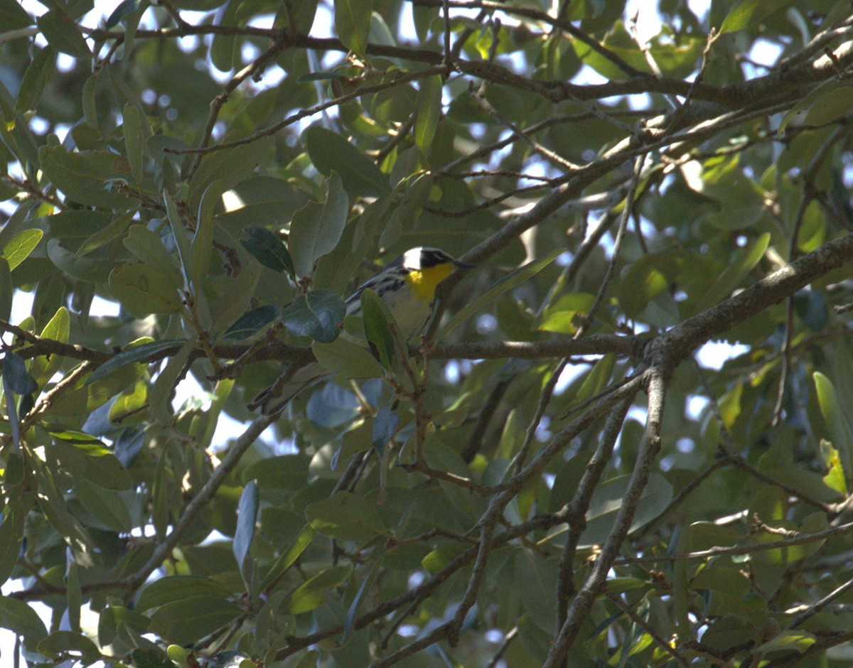 Yellow-throated Warbler - ML642244564