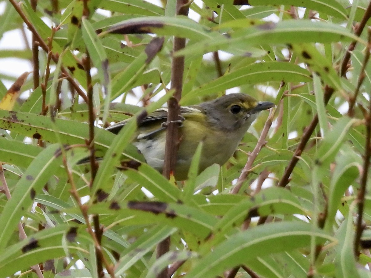 White-eyed Vireo - ML642244573