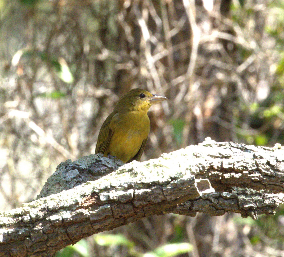 Summer Tanager - ML642244585