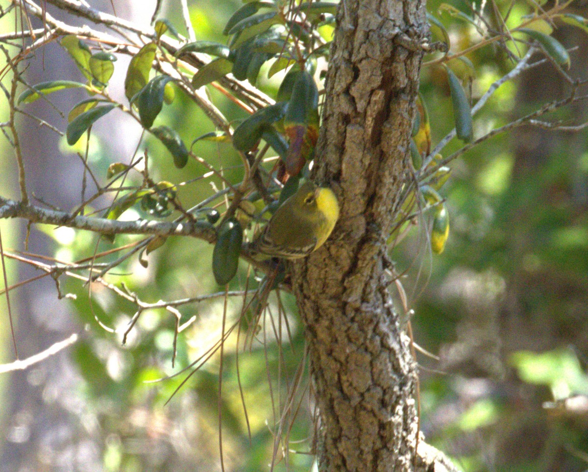 Pine Warbler - ML642244596