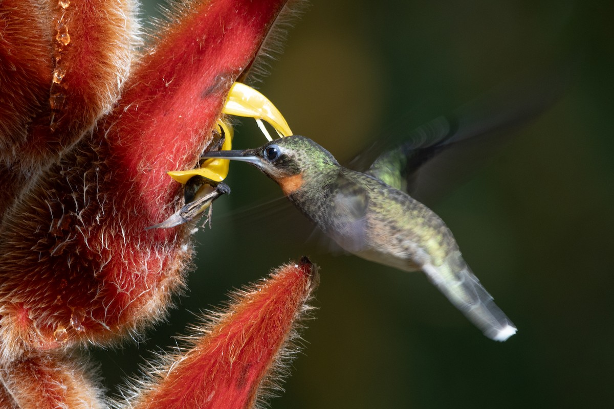 Pale-tailed Barbthroat - ML642244603