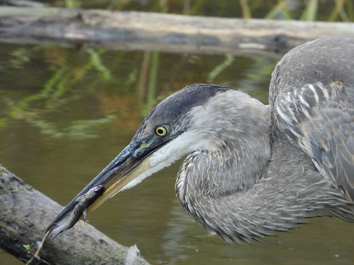 Great Blue Heron - ML642244605