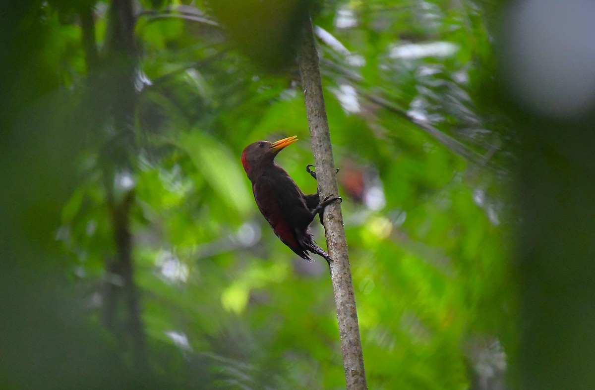 Maroon Woodpecker - ML642244607