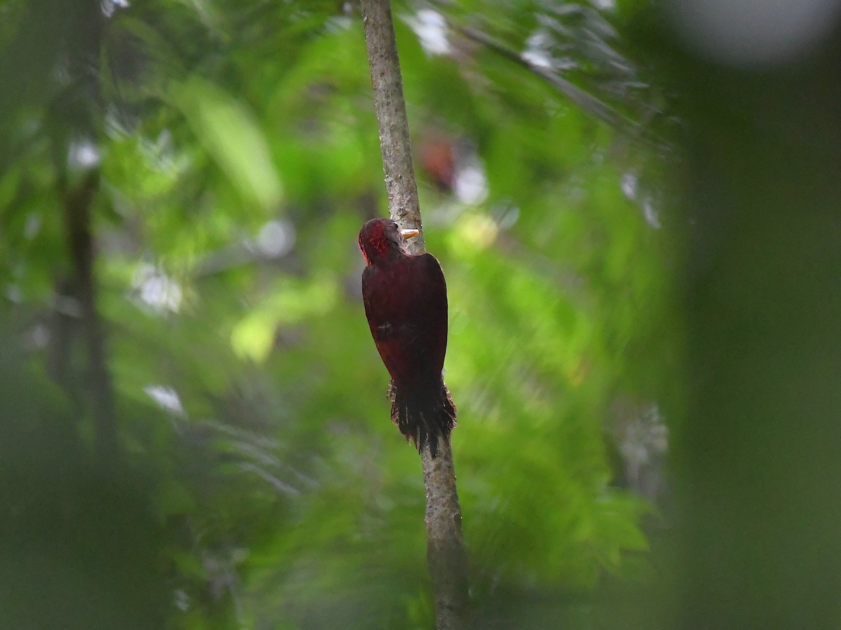Maroon Woodpecker - ML642244608