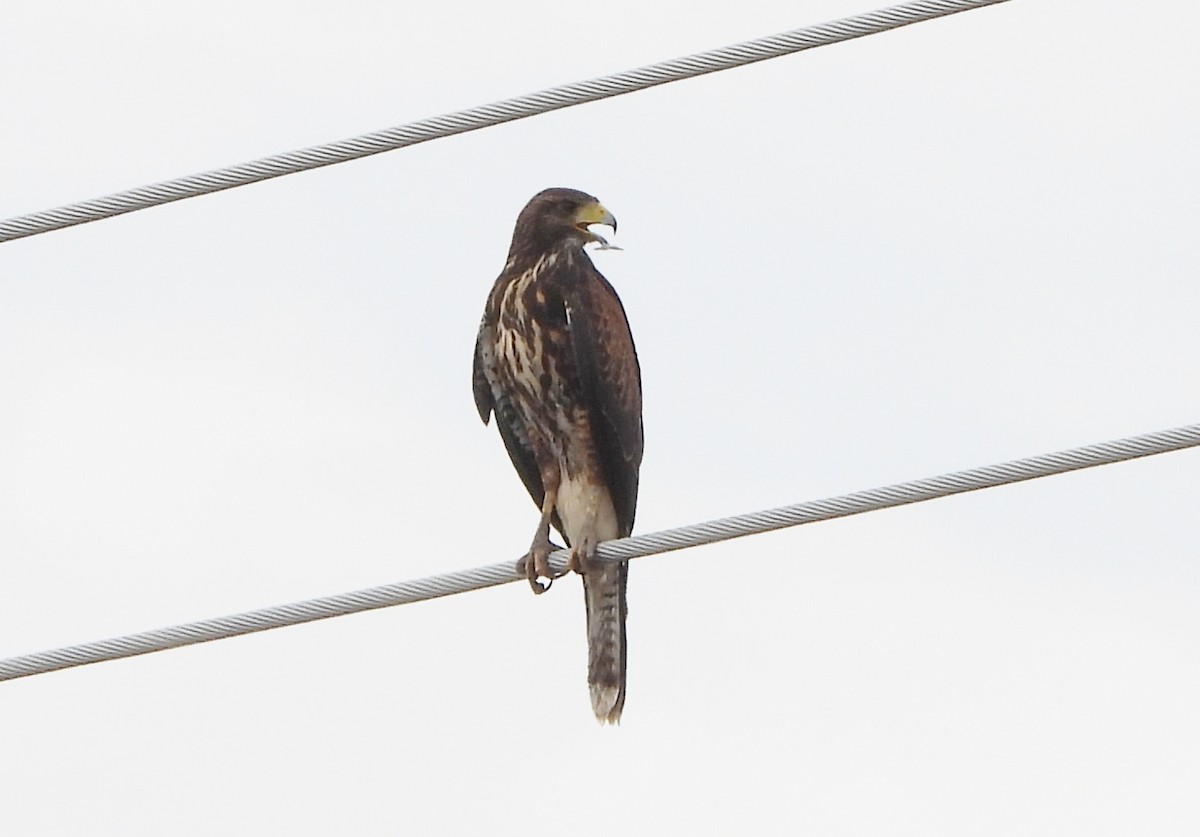 Harris's Hawk - ML642244612