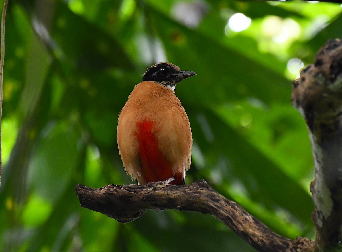 Blue-winged Pitta - ML642244615