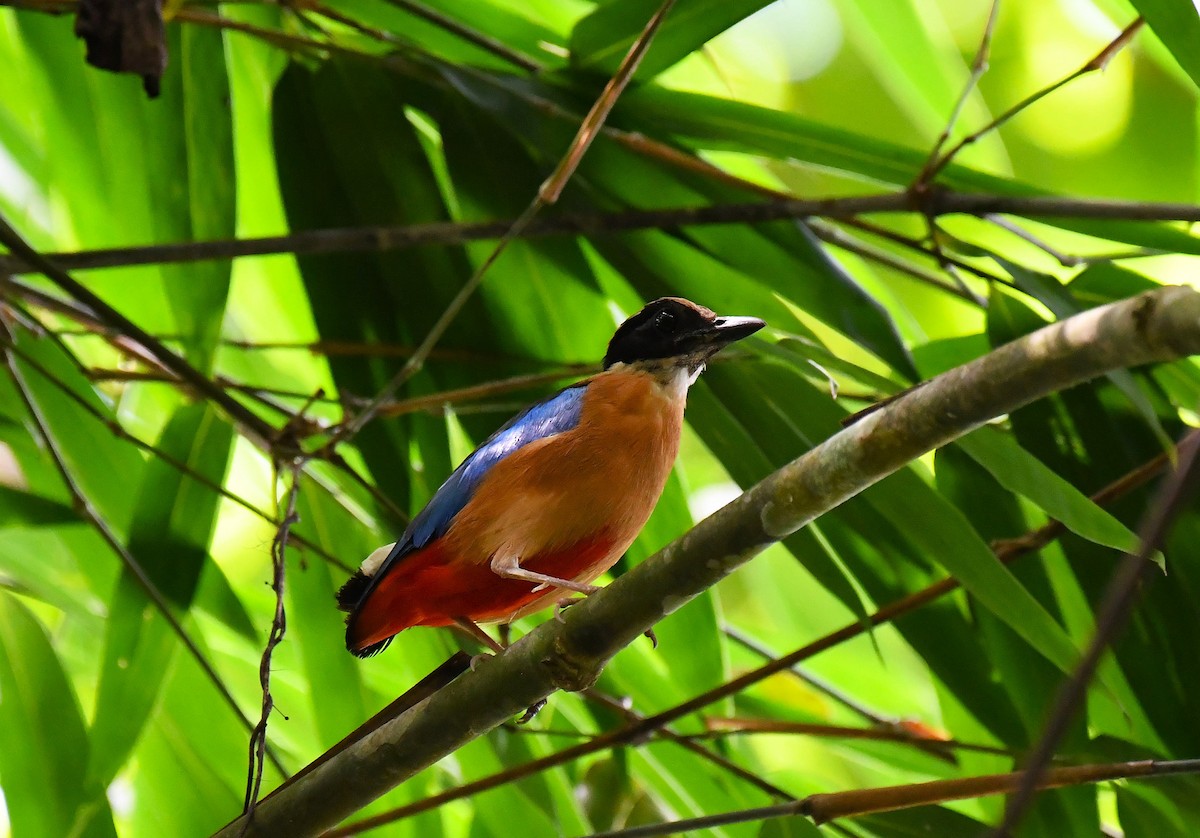 Blue-winged Pitta - ML642244616