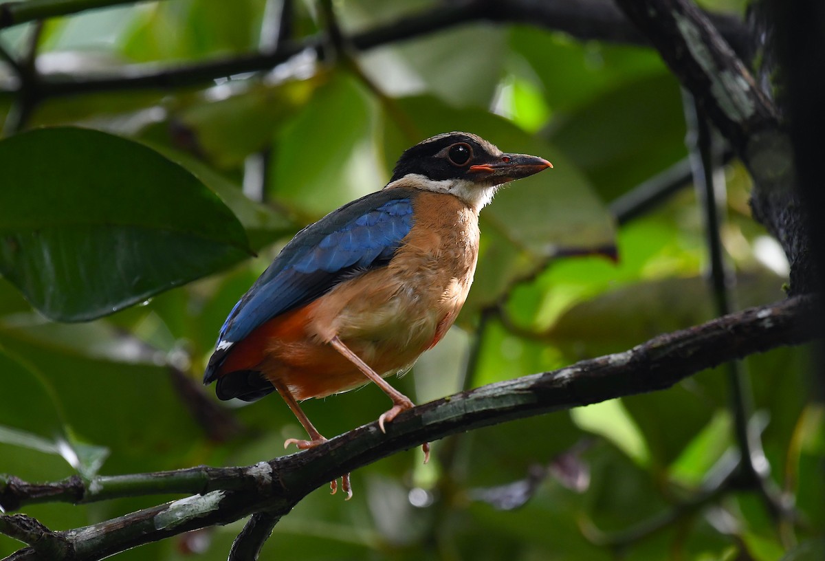 Blue-winged Pitta - ML642244617