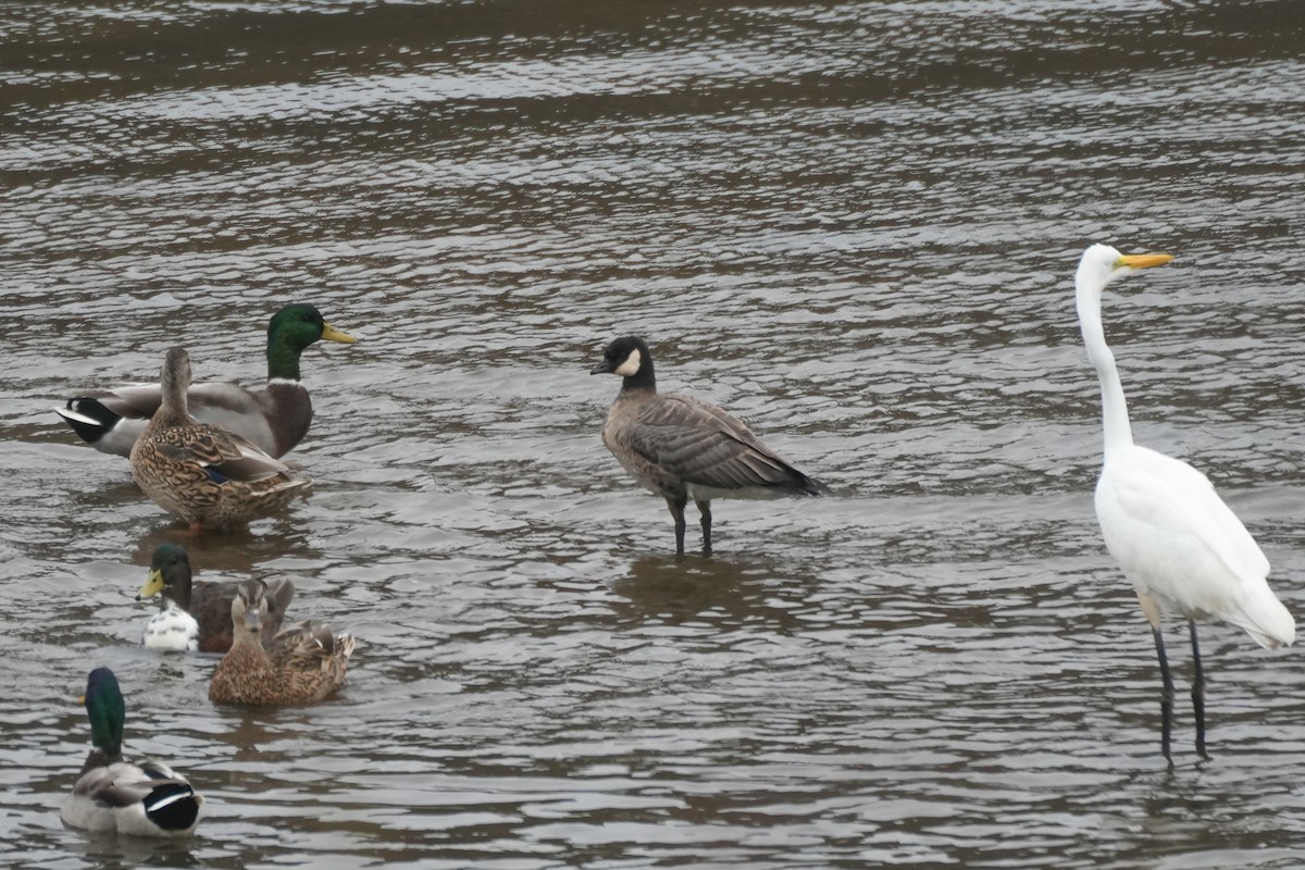 Cackling Goose (minima) - ML642244618