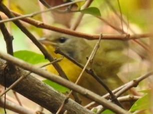 Common Yellowthroat - ML642244619