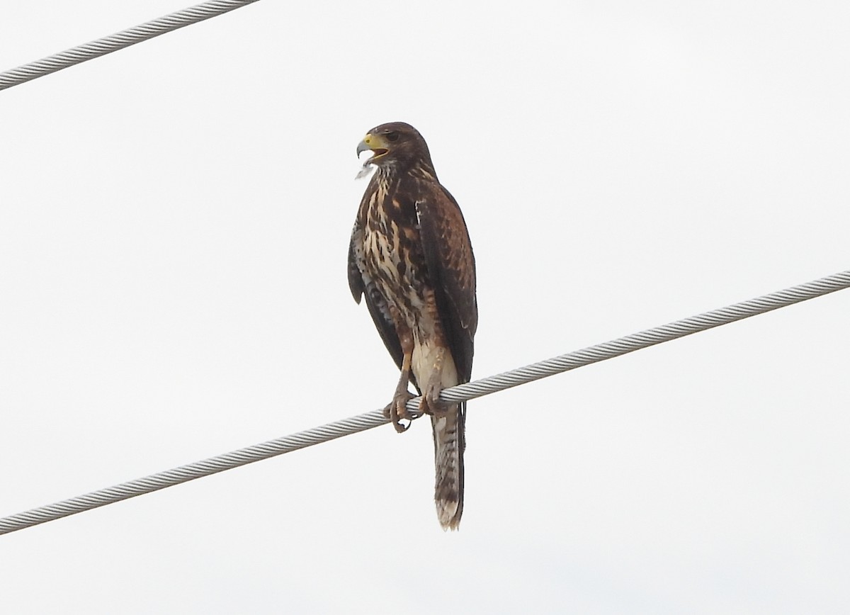 Harris's Hawk - ML642244626