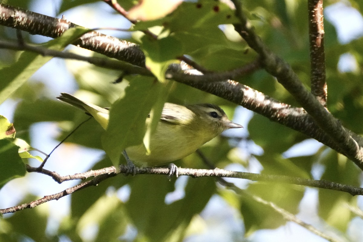 Philadelphia Vireo - ML642244627