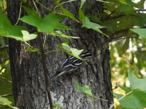 Black-and-white Warbler - ML642244628