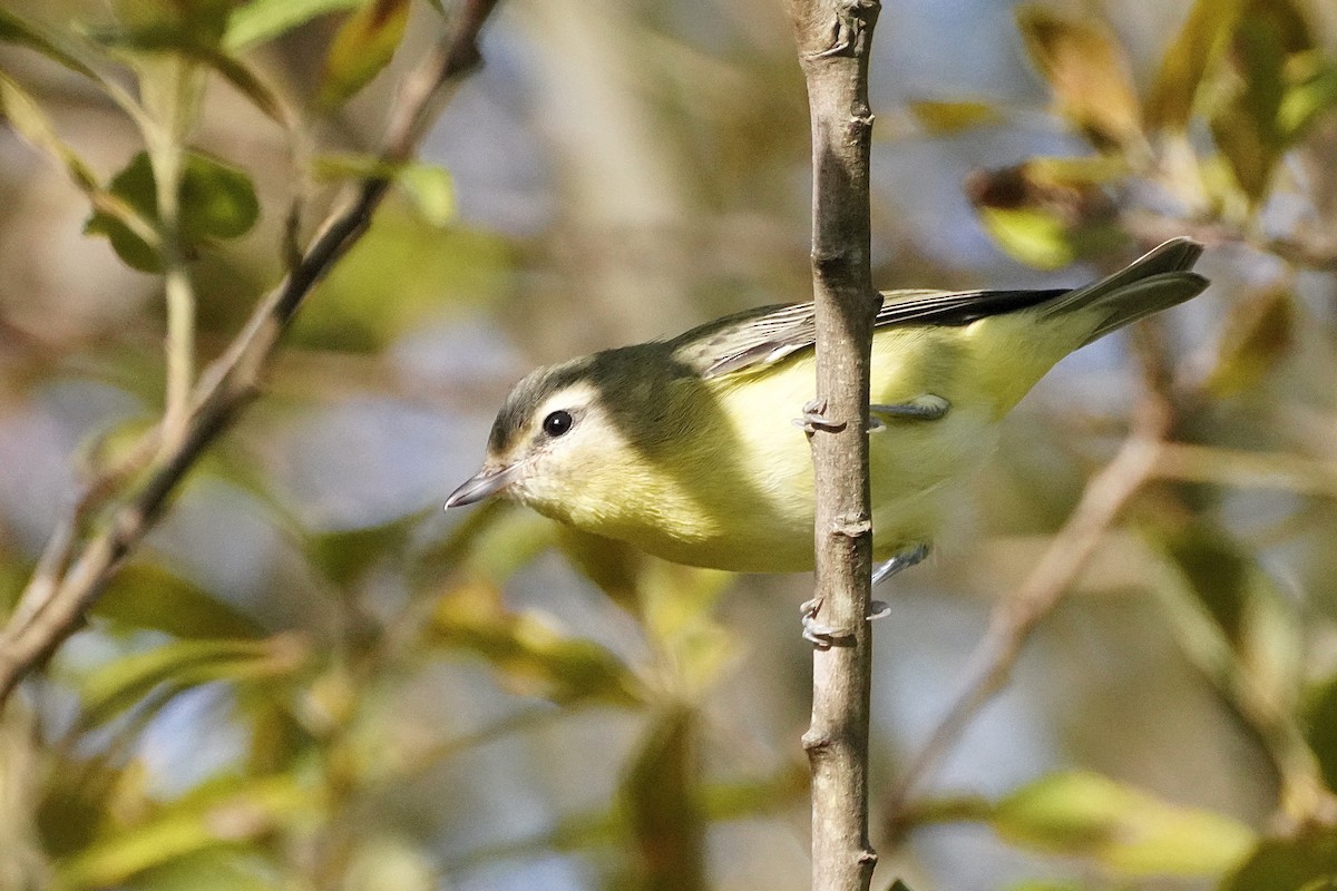 Philadelphia Vireo - ML642244629