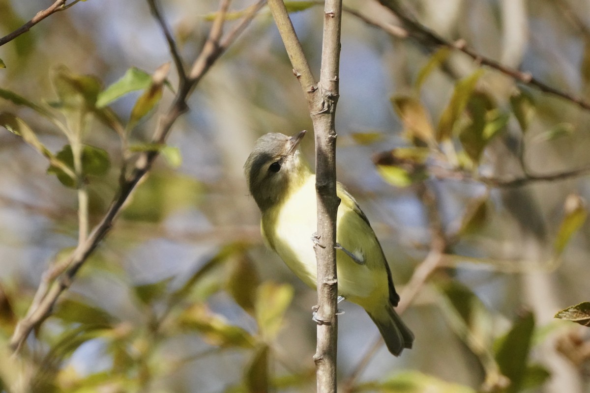 Philadelphia Vireo - ML642244630