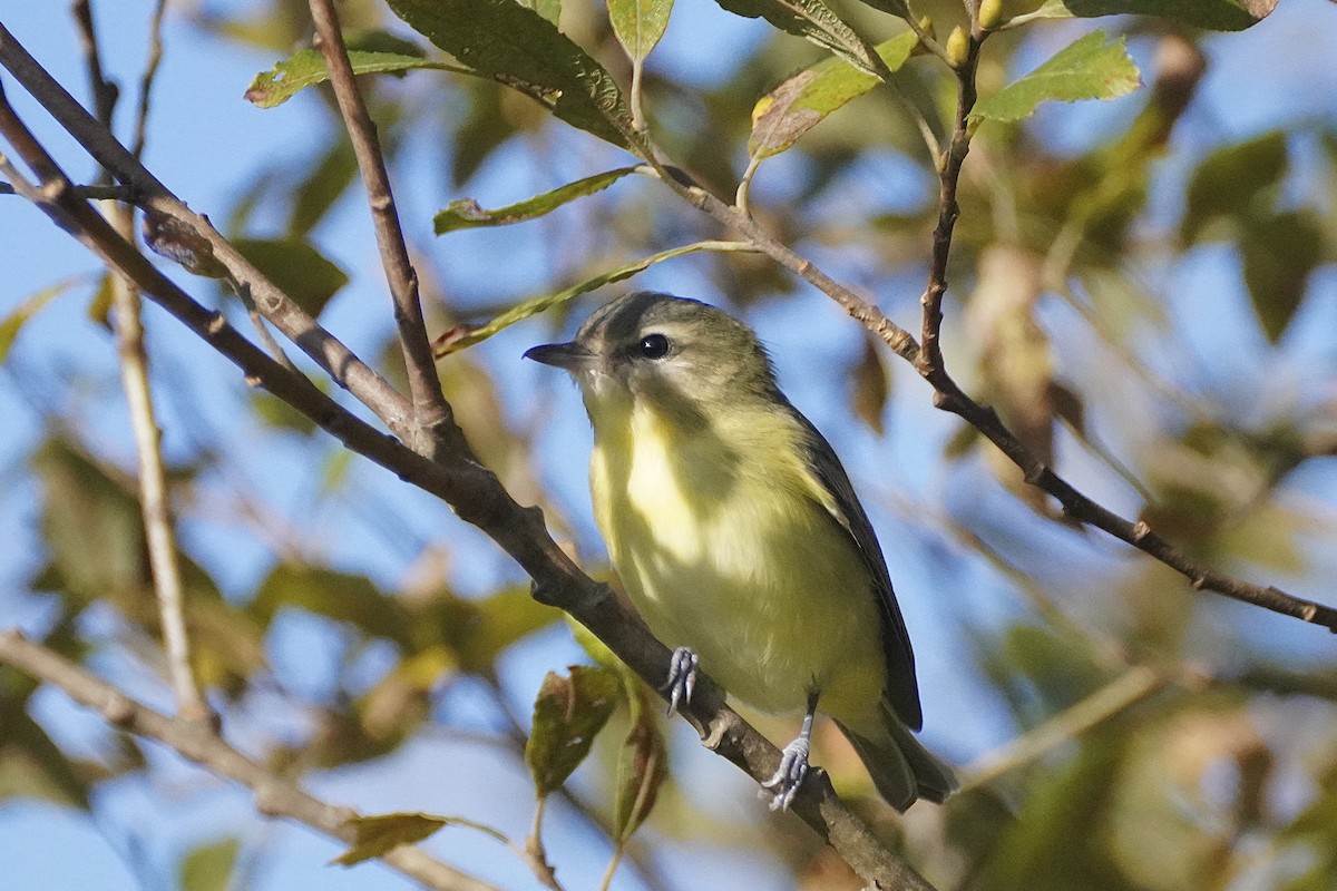 Philadelphia Vireo - ML642244631