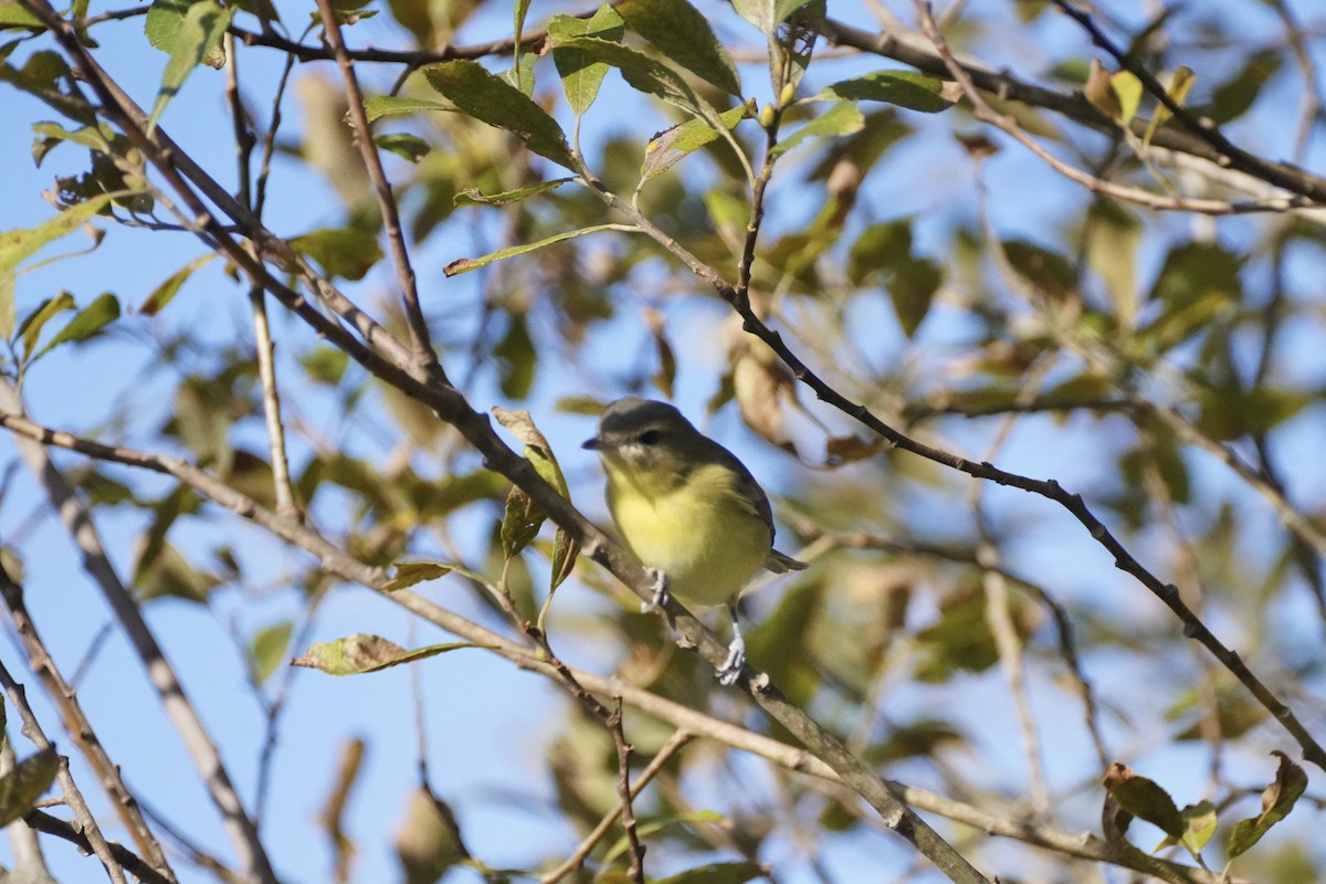 Philadelphia Vireo - ML642244633