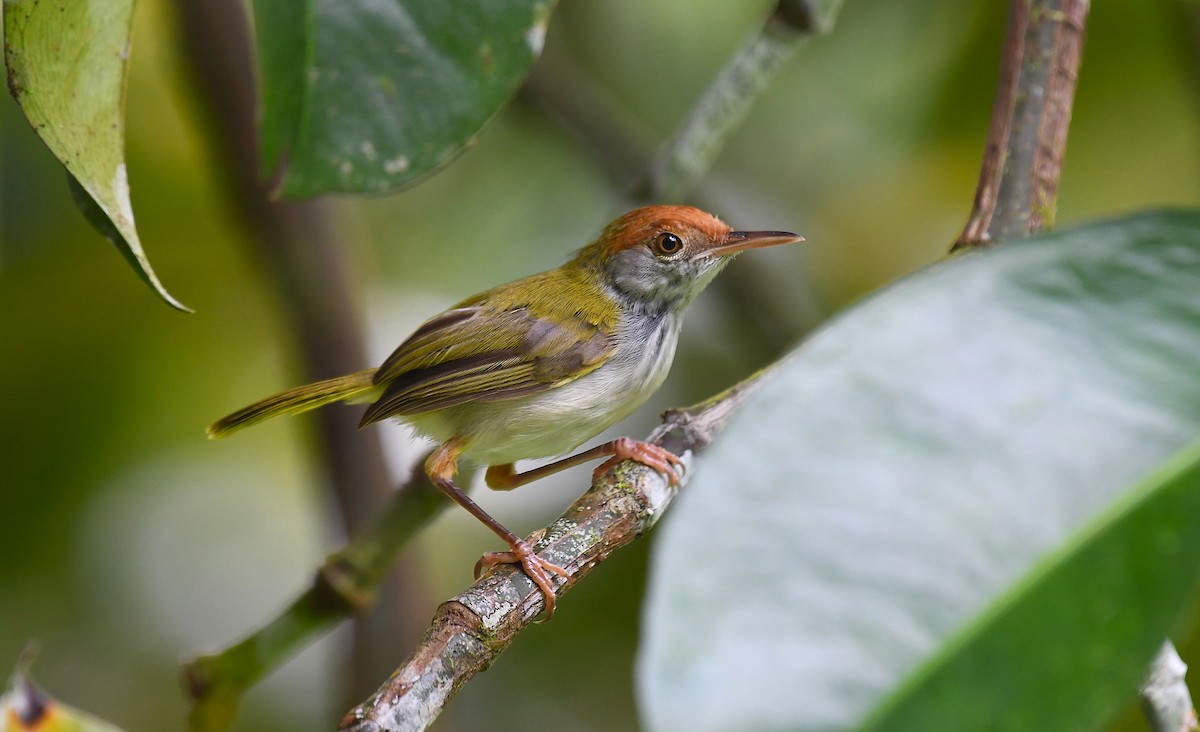 Dark-necked Tailorbird - ML642244636