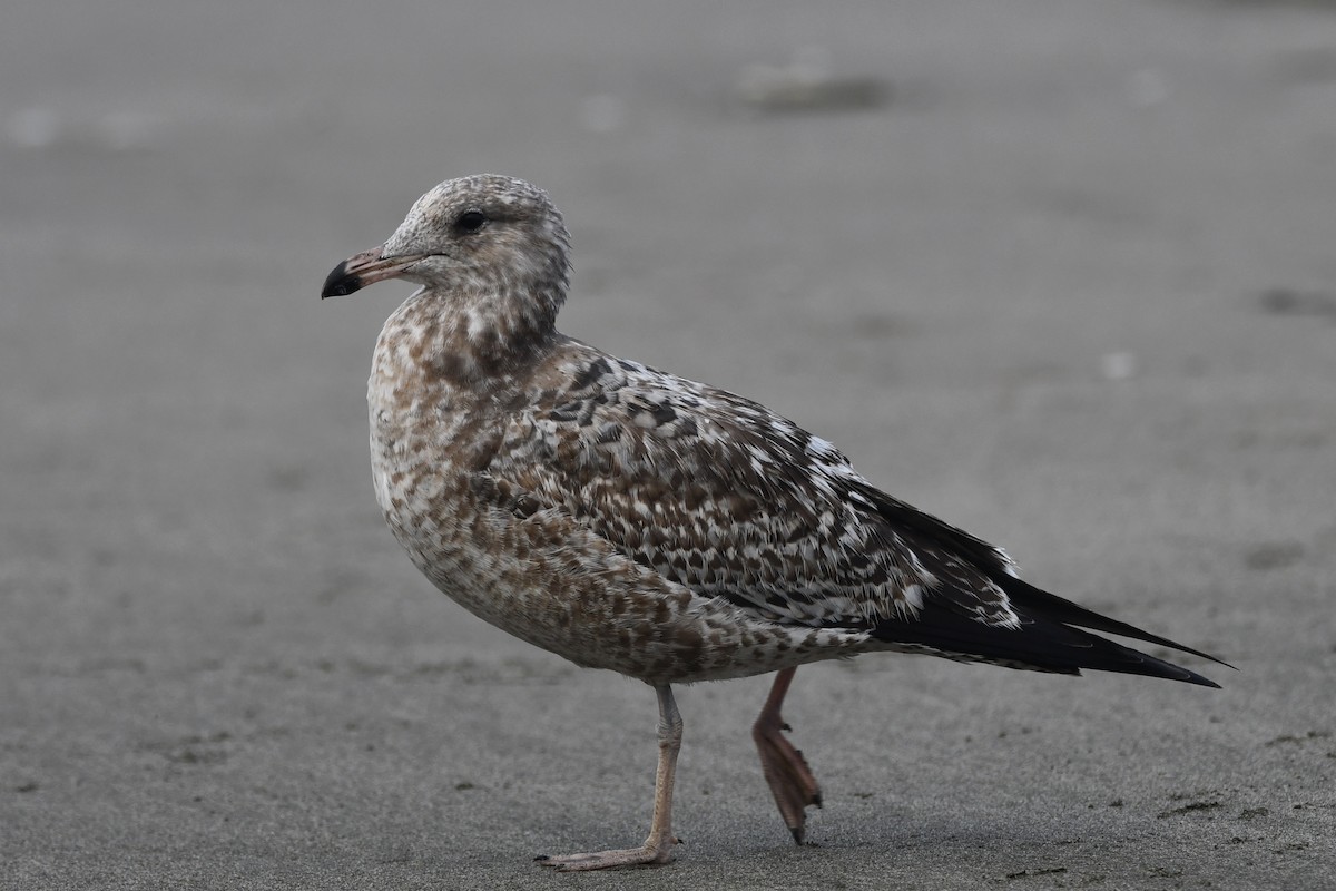 California Gull - ML642244638