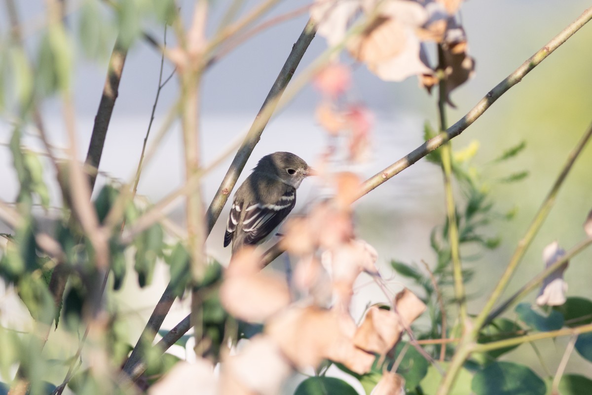 Least Flycatcher - ML642244640