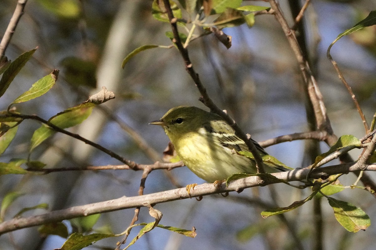 Blackpoll Warbler - ML642244641
