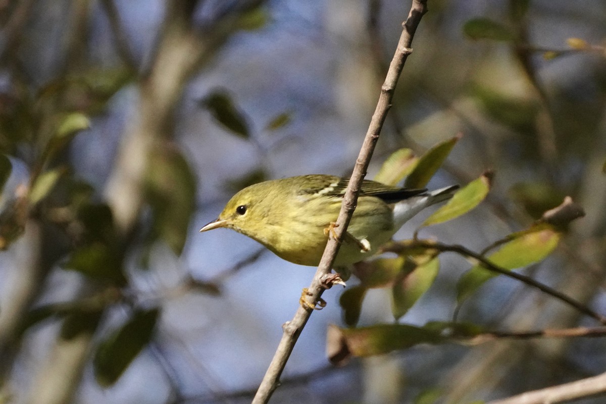 Blackpoll Warbler - ML642244642