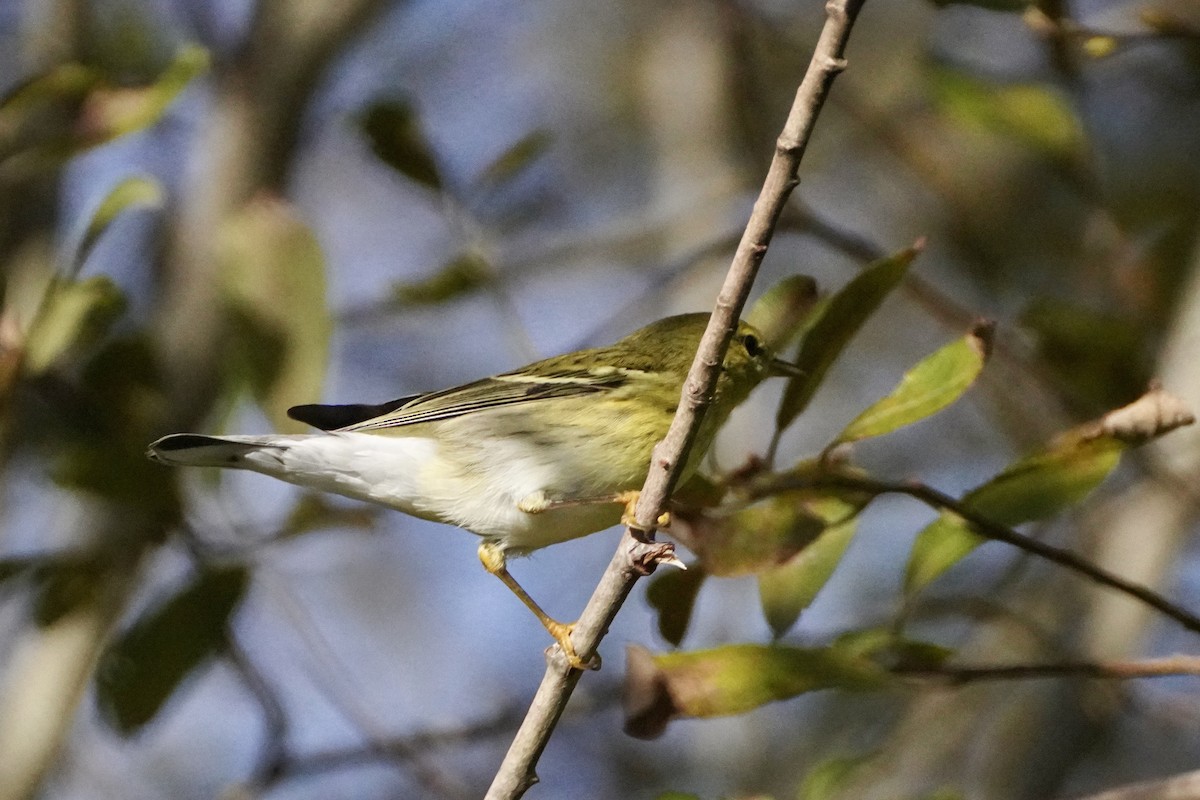 Blackpoll Warbler - ML642244643
