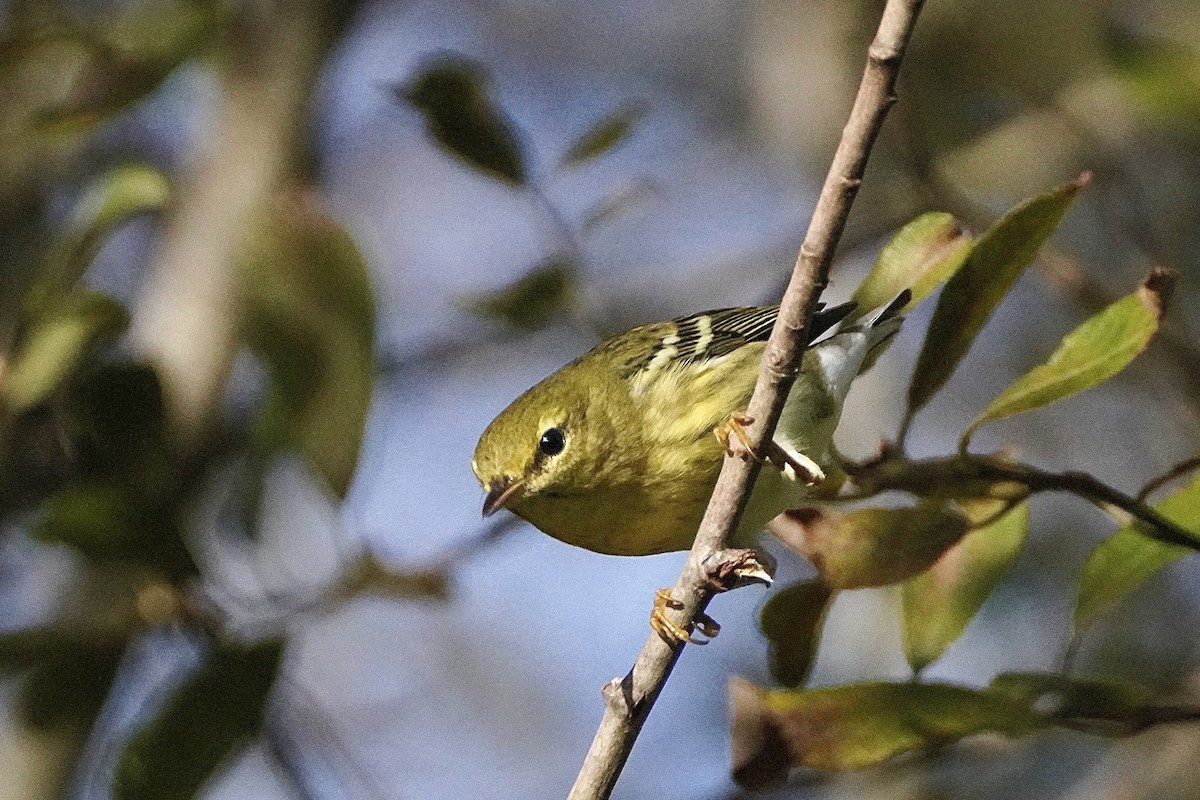 Blackpoll Warbler - ML642244644