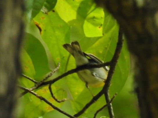 Northern Parula - ML642244658