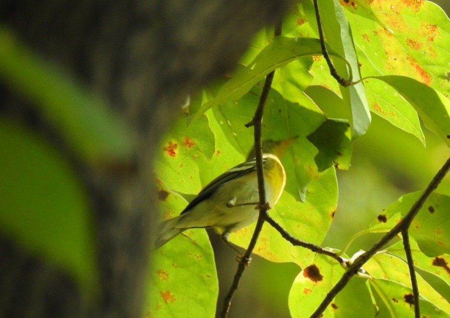 Northern Parula - ML642244659