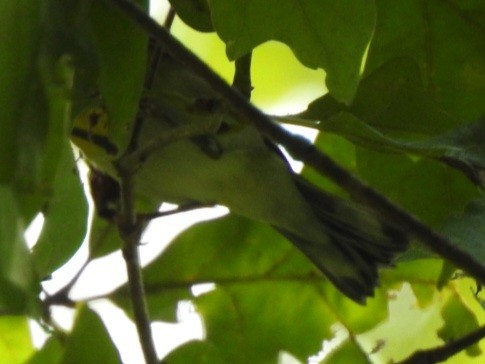 Northern Parula - ML642244660