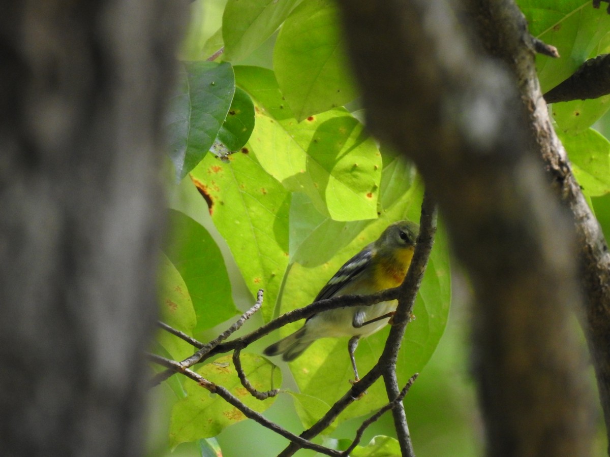 Northern Parula - ML642244661
