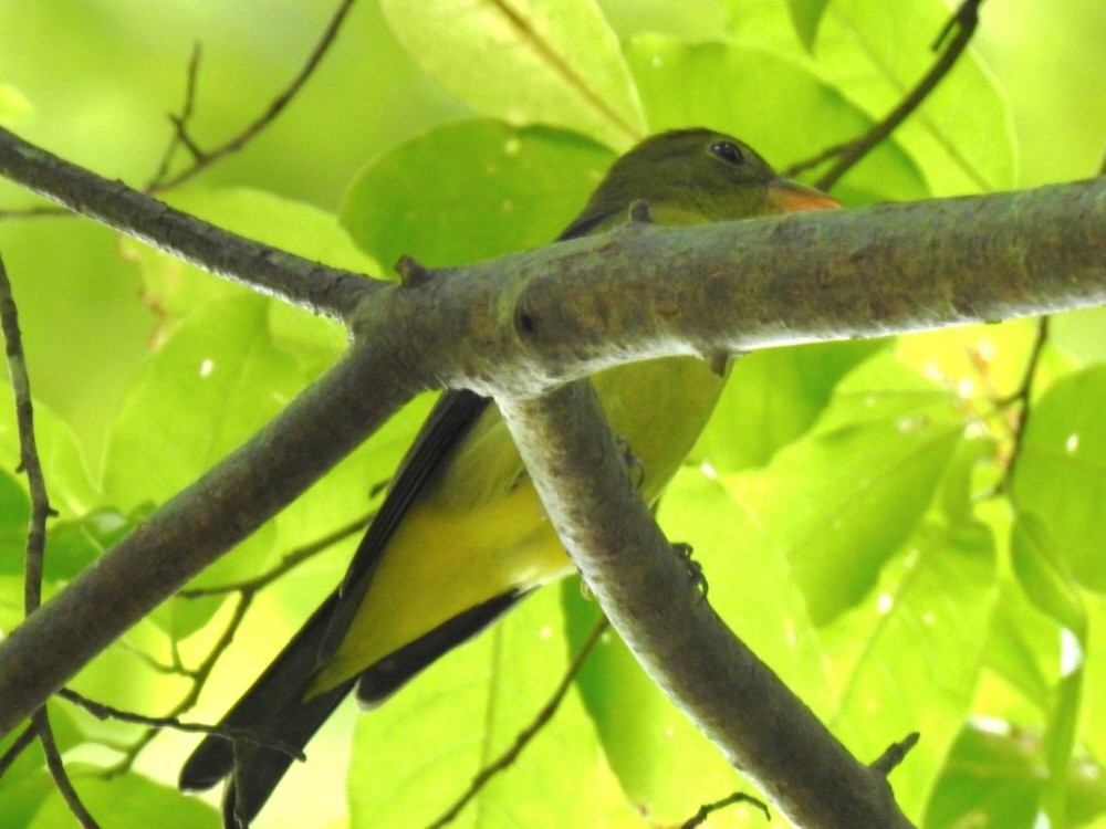 Scarlet Tanager - ML642244671