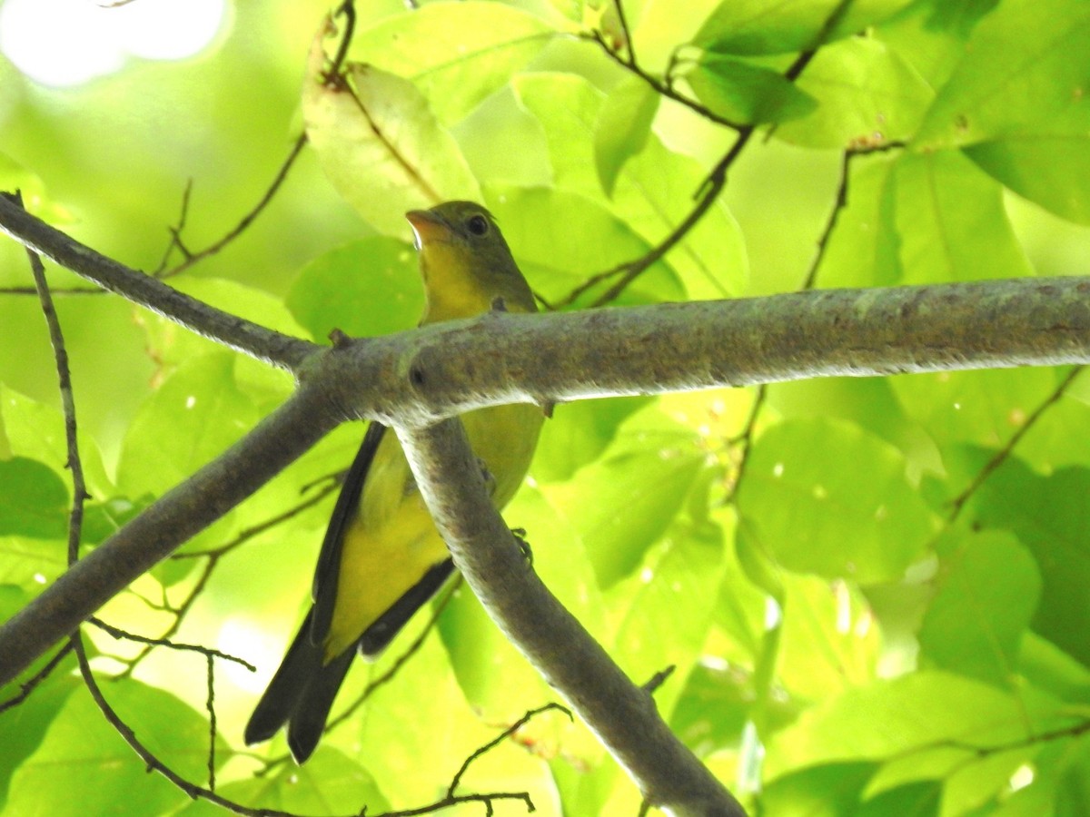 Scarlet Tanager - ML642244673