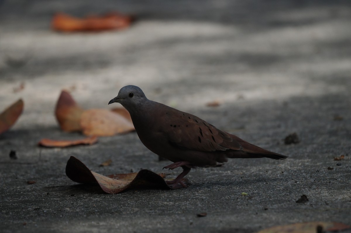 Ruddy Ground Dove - ML642244677