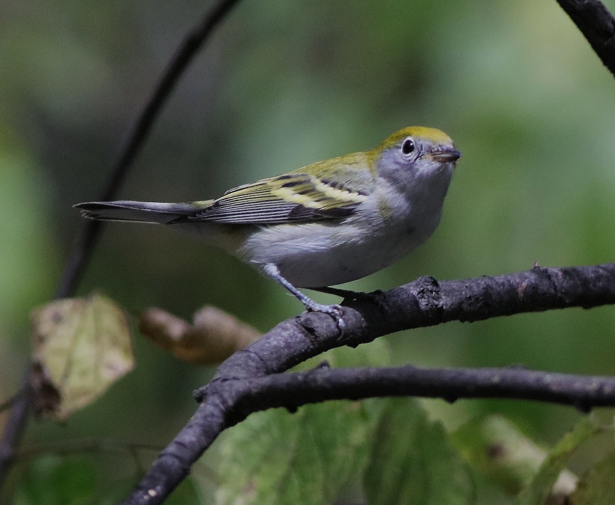 Chestnut-sided Warbler - ML642244678