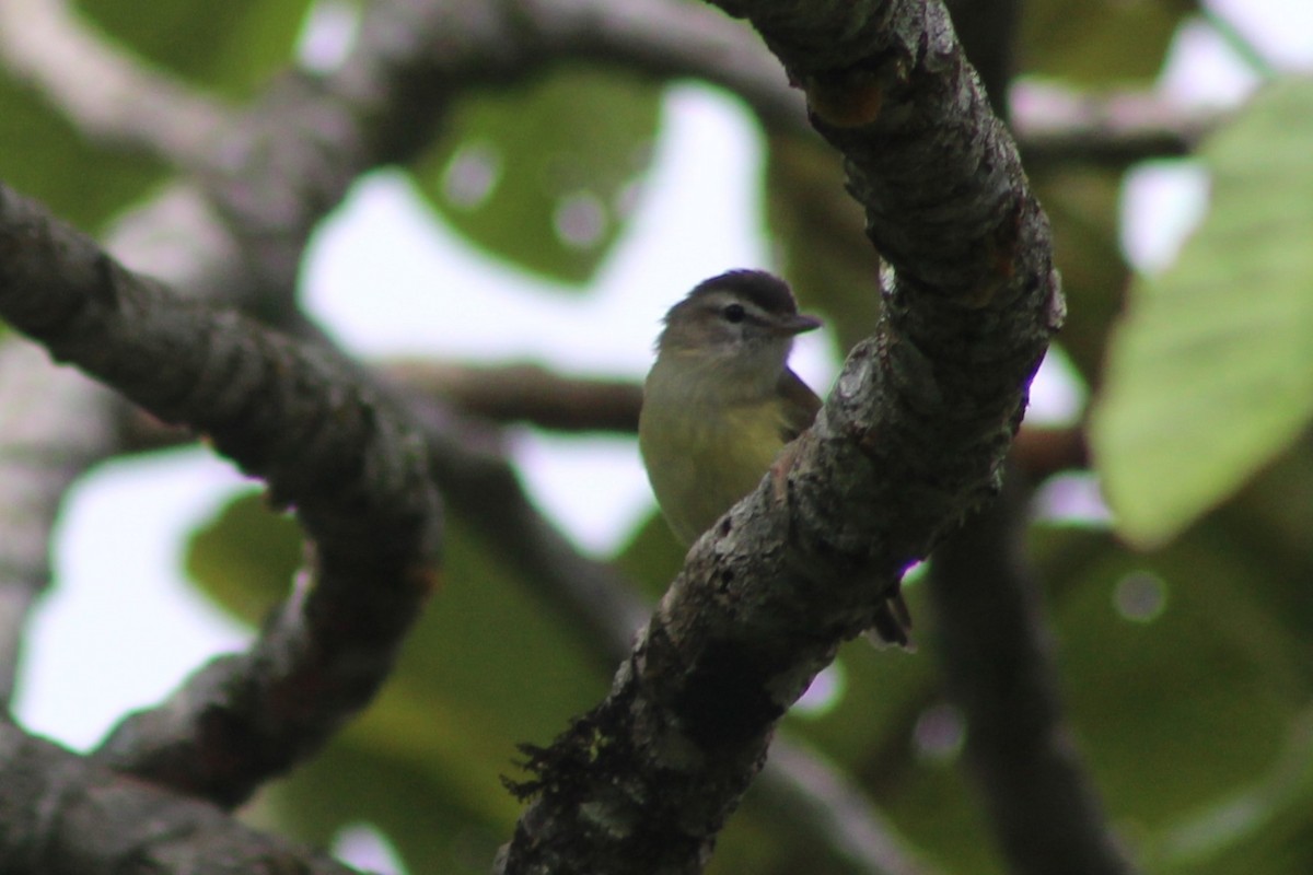 Brown-capped Vireo - ML642244704