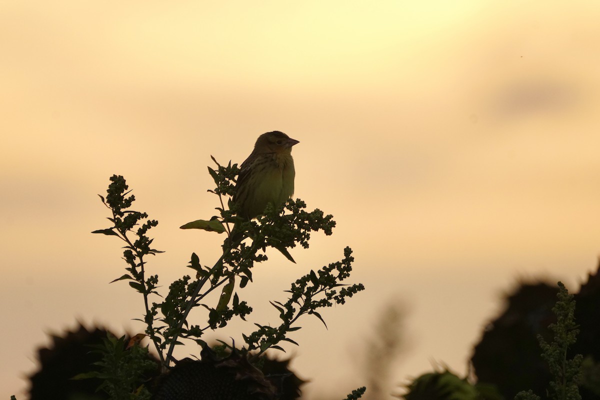 Bobolink - ML642244706