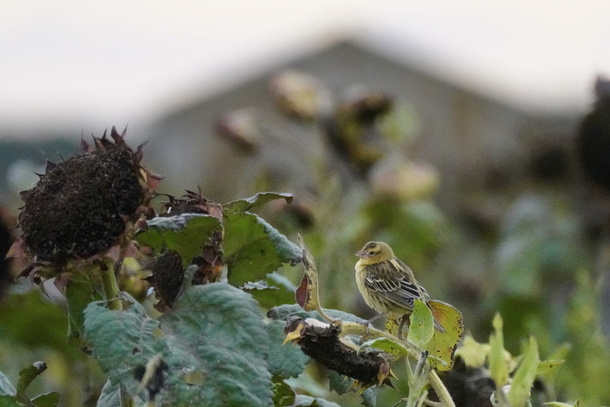 Bobolink - ML642244707