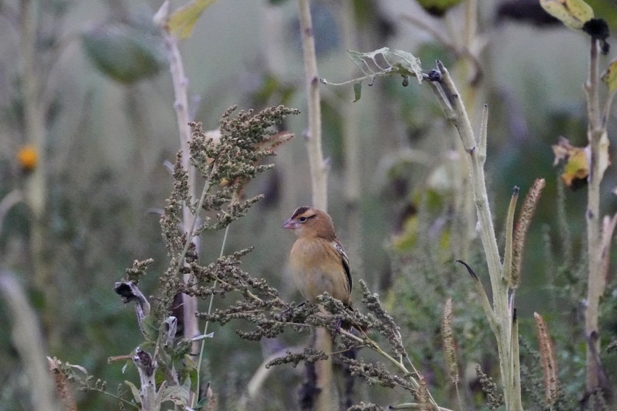 Bobolink - ML642244710