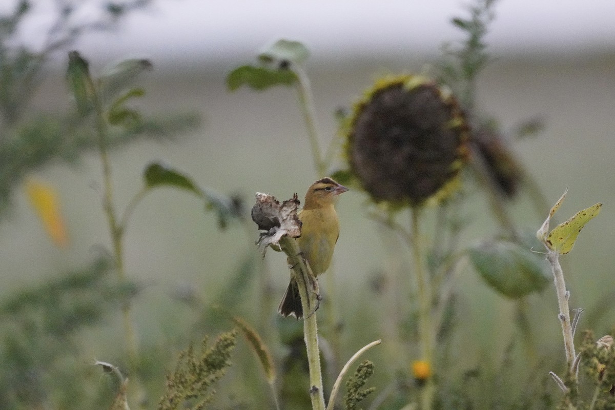 Bobolink - ML642244711