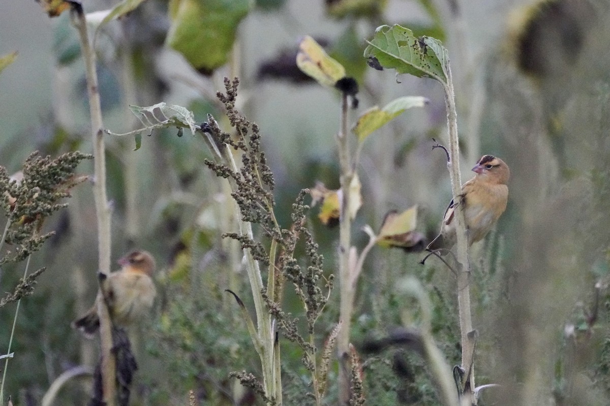 Bobolink - ML642244712