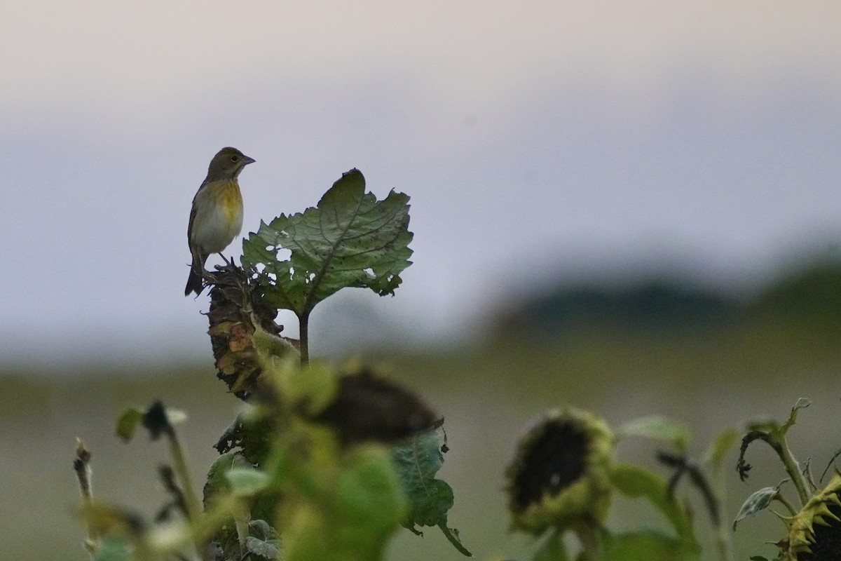Dickcissel - ML642244730