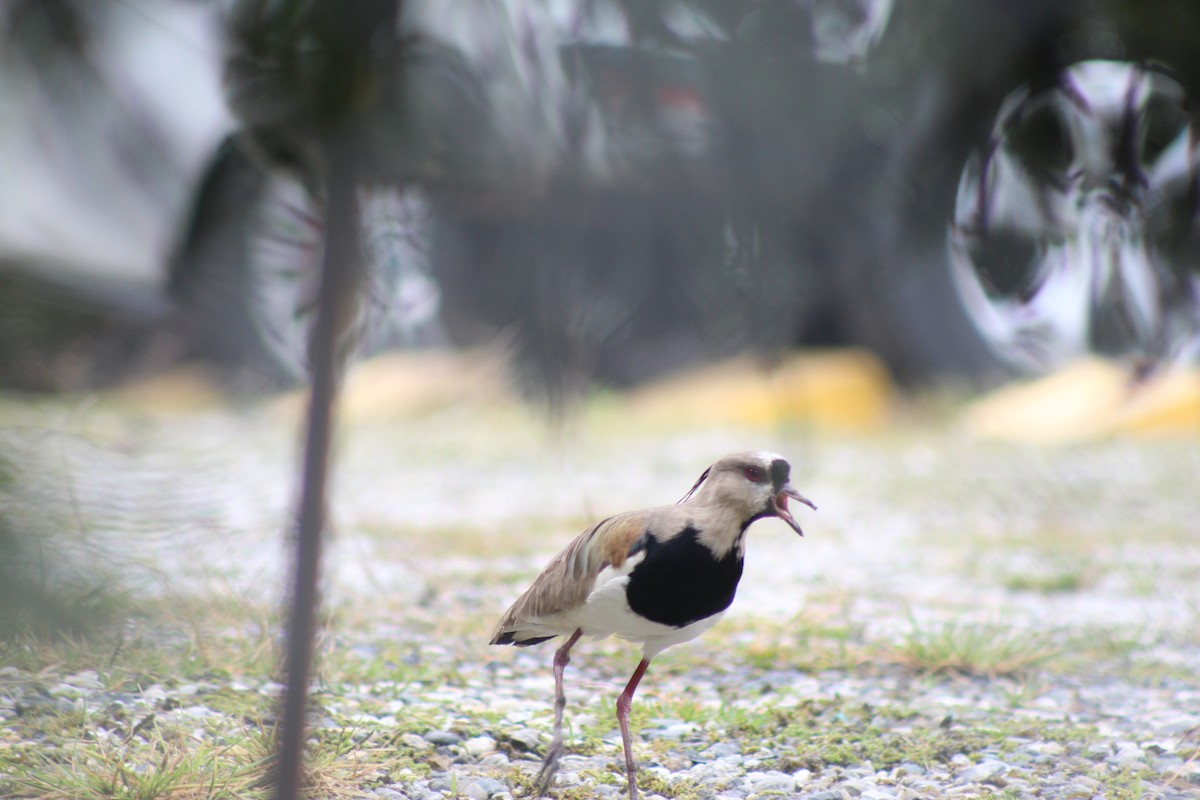 Southern Lapwing - ML642244733