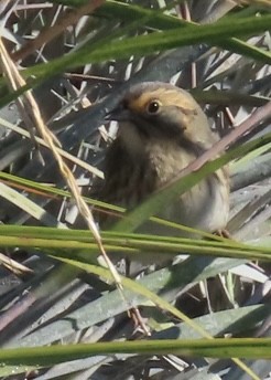 Nelson's Sparrow - ML642244752