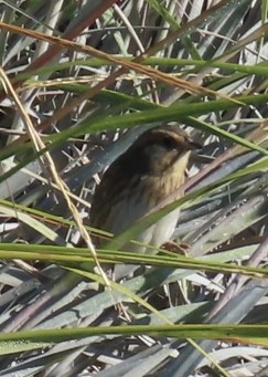 Nelson's Sparrow - ML642244753